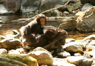 Schimpanse mit Kleinkind in Mbali Mbali Gombe
