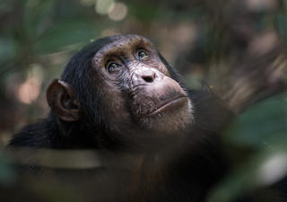 Schimpansen in Mbali Mbali Mahale