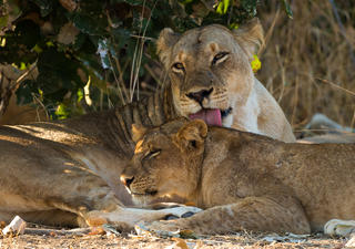 Lions of the Luangwa