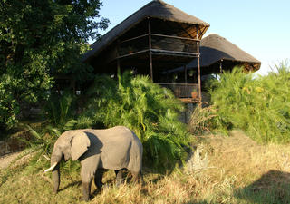 Elefanten gehen regelmäßig an der Lodge vorbei, direkt am Ufer des Flusses, wo sie auf einen Drink kommen.