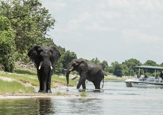 Genießen Sie einen ganztägigen Ausflug in die Chobe mit einer Boot-Safari mit einem Picknick-Mittagessen.