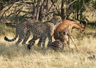 Cheetahs with impala