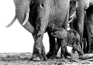 Die Gegend um Savuti ist berühmt für ihre fantastischen Elefantensichtungen