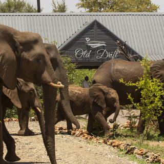 Elefantenherde besucht Old Drift Lodge