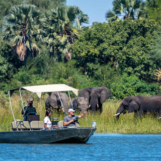 Exciting boat safaris on the Shire