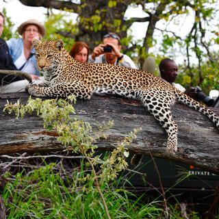 Motswari Private Game Reserve | Leopard