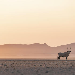 Der Oryx ist ein ikonisches Symbol einer namibischen Safari.
