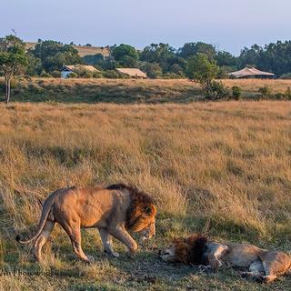 Löwen in der Nähe des Lagers Porini Lion