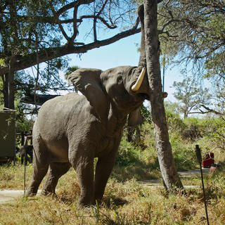 Elefant kommen regelmäßig ins Lager