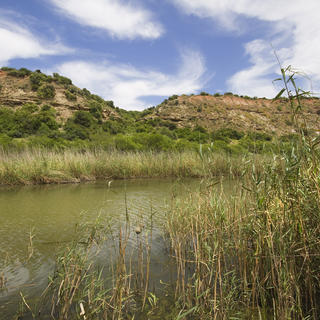 Genießen Sie den Wanderweg entlang des Flusses, wo Sie sicher sind, einige Vögel und Kudu, die herunterkommen, um das frische Wasser aus dem Fluss zu genießen.