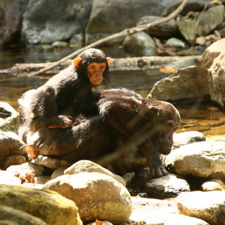 Schimpanse mit Kleinkind in Mbali Mbali Gombe