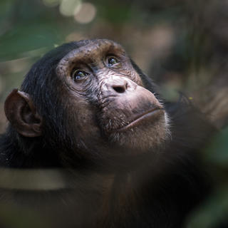 Schimpansen in Mbali Mbali Mahale