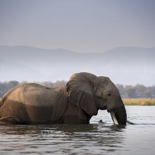 An elephant crosses the Zambezi River