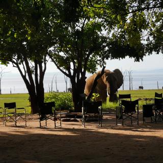 Experience up close encounters with elephant and other wildlife.