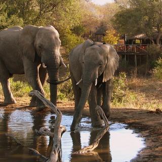 Elefanten trinken am Damm, der von der Bar übersehen wird.