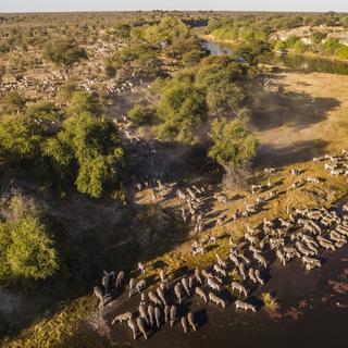 View over the Boteti River and Meno a Kwena during the zebra migration (Dry Season)