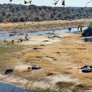 Meno a Kwena - game viewing from the camp over the Boteti River