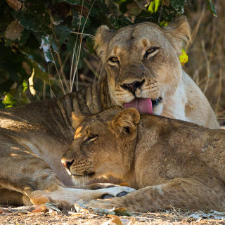 Lions of the Luangwa
