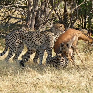 Cheetahs with impala