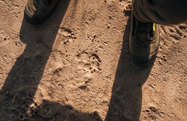 Wilderness Chitabe Lediba