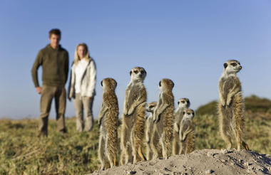  Camp Activities - Habituated Meerkats 