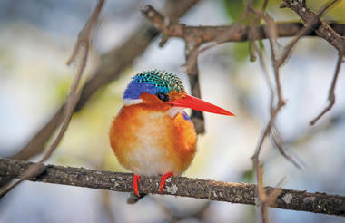 Birdwatching | Xugana Island Lodge