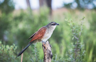 Birdwatching | Xugana Island Lodge