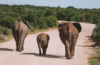 Addo Elephant Park