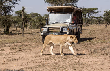 Ol Kinyei Conservancy - Maasai Mara
