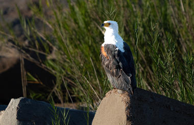 Birdwatching | Jock Safari Lodge