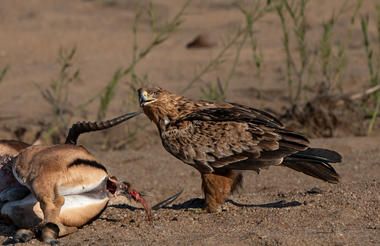 Birdwatching | Jock Safari Lodge