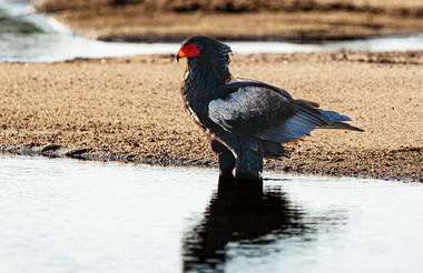Birdwatching | Jock Safari Lodge