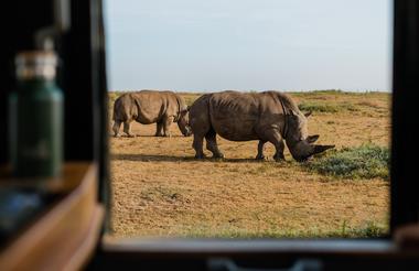 Northern White Rhinos