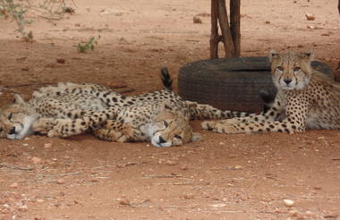 Orphaned Cheetah raised at N/a'an ku sê Wildlife Sanctuary