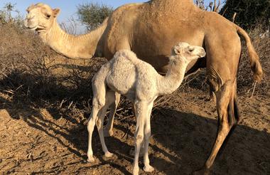 Camel with baby