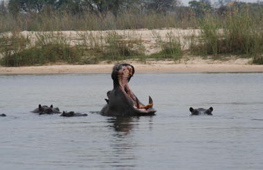 Ndhovu Safari Lodge - Wildlife  