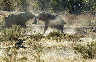 Elephant duel
