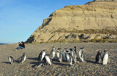 Magellanic Penguins colony