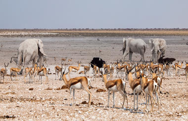 Etosha Game Viewing