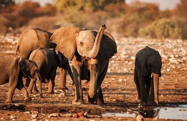 Game drive