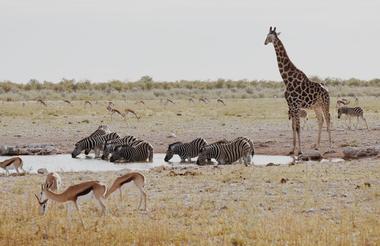 Full Day Game Drive into Etosha