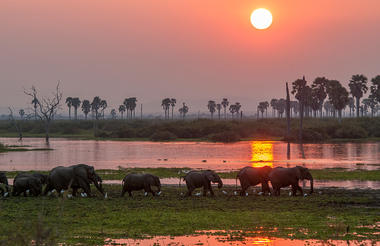 Roho ya Selous -  Elephants walking along the river