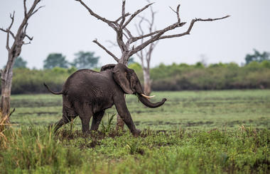 Roho ya Selous - Elephant