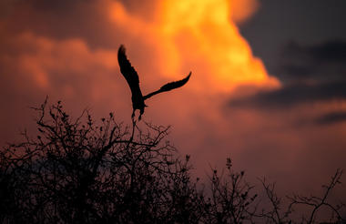 Roho ya Selous - Fish eagle at sunset