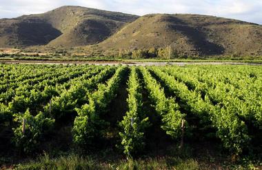 Tanagra vineyards