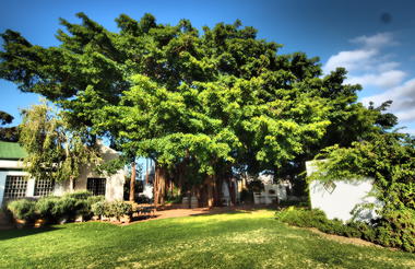 Tanagra wild fig tree