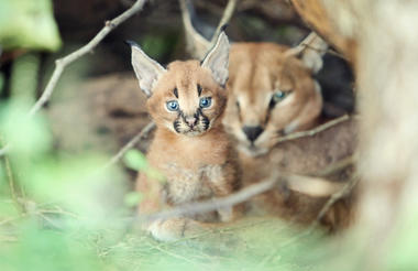 Caracal mom and baby