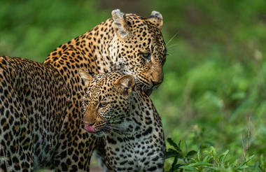 The Picadilly Female and cub