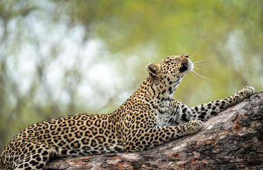 Leopard Sighting