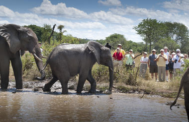Wild Horizons Elephant Encounter